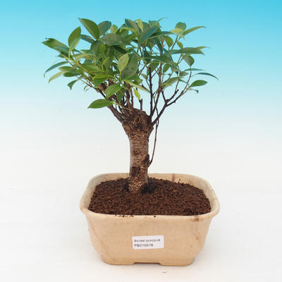 Room bonsai - malolistý ficus PB216939 - 1