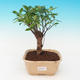 Room bonsai - malolistý ficus PB216939 - 1/2