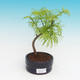 Outdoor bonsai -Pseudolarix amabis-Pamodrine - 1/3