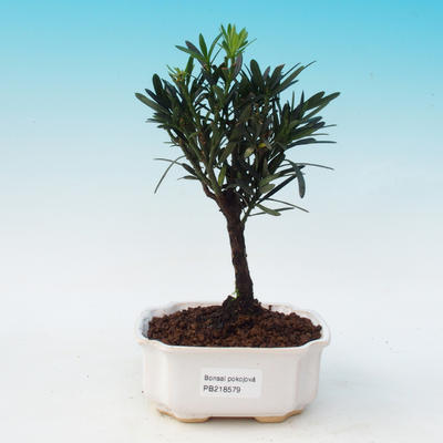 Room bonsai - Podocarpus - stone thousand - 1
