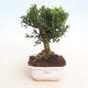 Room Bonsai - Buxus harlandii - Cork boxwood - 1/4