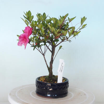 Outdoor bonsai - Rhododendron sp. - Pink azalea