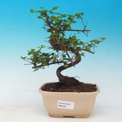 Room bonsai - Sagetie thea - Sagetie thea - 1