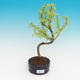 Outdoor bonsai -Pseudolarix amabis-Pamodrine - 1/3