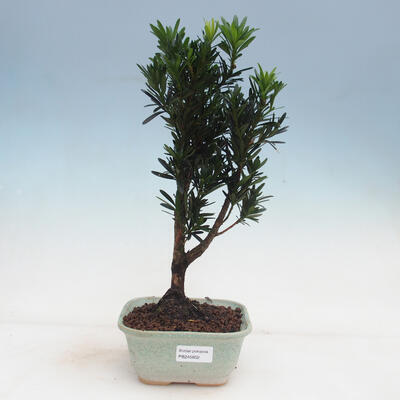 Indoor bonsai - Podocarpus - Stone thous - 1