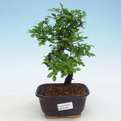 Indoor bonsai - Ulmus parvifolia - Small leaf elm - 1