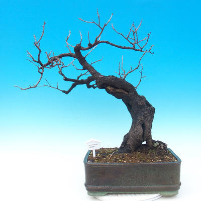 Outdoor bonsai - Mahalebka - Prunus mahaleb - 1