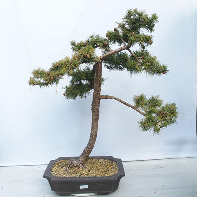 Outdoor bonsai -Larix decidua - Deciduous larch - 1