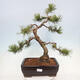 Outdoor bonsai - Pinus mugo - Pine Kneeling - 1/4