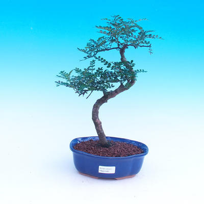 Room bonsai - Zantoxylum piperitum - kava - 1