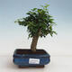 Room bonsai - Carmona macrophylla - Fuki tea - 1/5