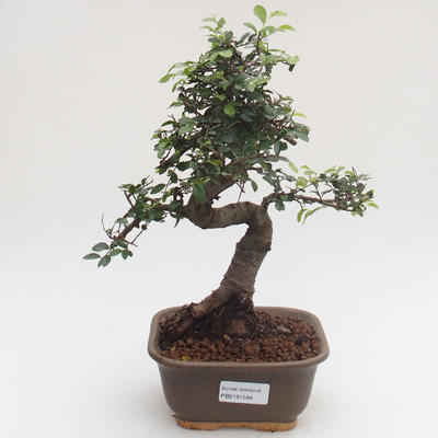 Indoor bonsai - Ulmus parvifolia - Small leaf elm PB2191584 - 1