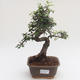 Indoor bonsai - Ulmus parvifolia - Small leaf elm PB2191584 - 1/3