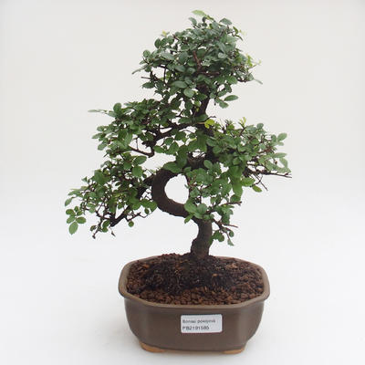 Indoor bonsai - Ulmus parvifolia - Small leaf elm PB2191585 - 1