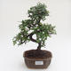 Indoor bonsai - Ulmus parvifolia - Small leaf elm PB2191585 - 1/3