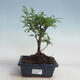 Indoor bonsai - Zantoxylum piperitum - Peppermint - 1/4