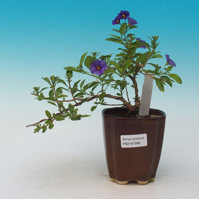 Room bonsai - Mustard-Solanum rantonnetii - 1