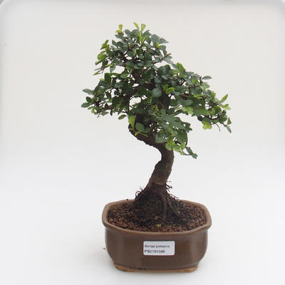 Indoor bonsai - Ulmus parvifolia - Small leaf elm PB2191586 - 1