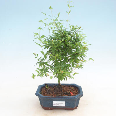 Indoor bonsai-PUNICA granatum nana-Pomegranate - 1