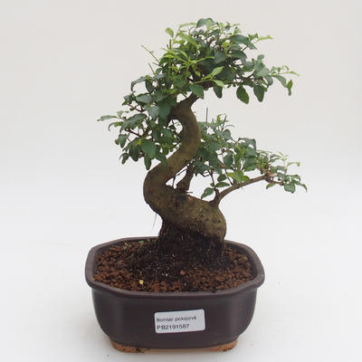 Indoor bonsai -Ligustrum chinensis - Privet PB2191587 - 1