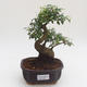 Indoor bonsai -Ligustrum chinensis - Privet PB2191587 - 1/3