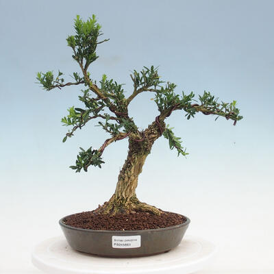 Indoor bonsai - Buxus harlandii - Cork boxwood - 1