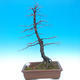Outdoor bonsai - Common carp - Carpinus carpinoides - 1/2