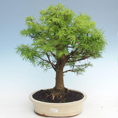 Outdoor bonsai - Pseudolarix amabilis - Pamodřín VB2020-589 - 1