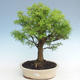 Outdoor bonsai - Pseudolarix amabilis - Pamodřín VB2020-589 - 1/2