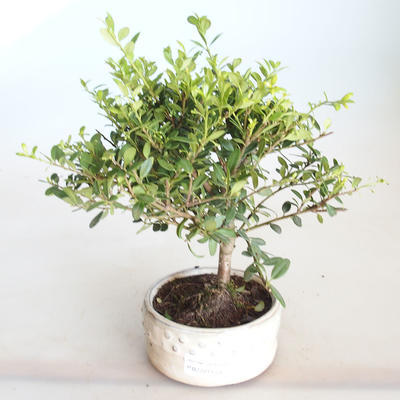 Indoor bonsai - Ilex crenata - Holly PB2201158 - 1