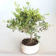 Indoor bonsai - Ilex crenata - Holly PB2201158 - 1/2