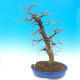 Outdoor bonsai - Common carp - Carpinus carpinoides - 1/4