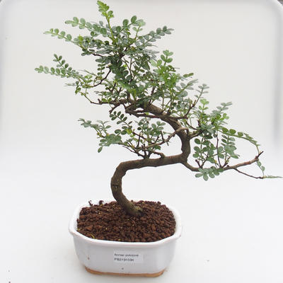 Indoor bonsai - Zantoxylum piperitum - Pepper tree PB2191593 - 1