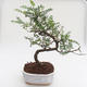 Indoor bonsai - Zantoxylum piperitum - Pepper tree PB2191593 - 1/4