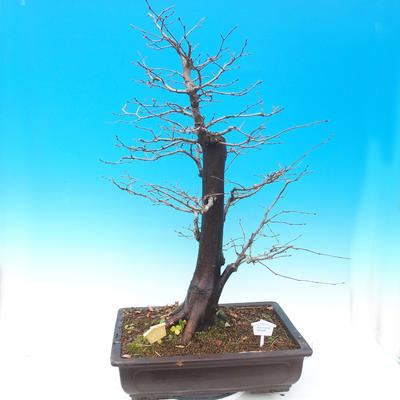 Outdoor bonsai - Common carp - Carpinus carpinoides - 1
