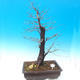 Outdoor bonsai - Common carp - Carpinus carpinoides - 1/3