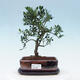 Indoor bonsai with a saucer - Ilex crenata - Holly - 1/6