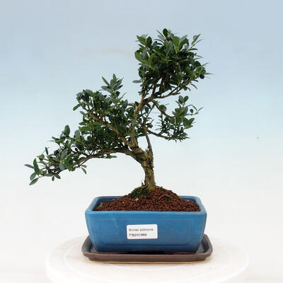 Indoor bonsai with a saucer - Ilex crenata - Holly - 1