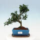 Indoor bonsai with a saucer - Ilex crenata - Holly - 1/6