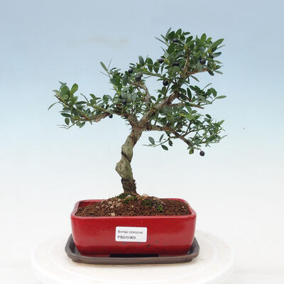 Indoor bonsai with a saucer - Ilex crenata - Holly - 1