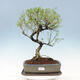 Indoor bonsai - Serissa foetida Variegata - Tree of a thousand stars - 1/4