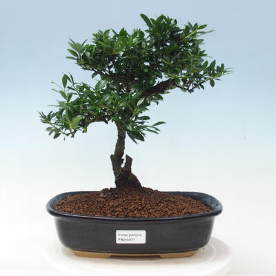 Indoor bonsai - Ilex crenata - Holly