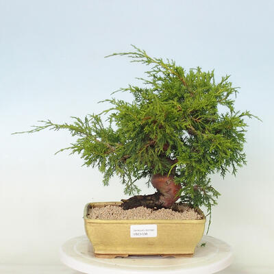 Outdoor bonsai - Juniperus chinensis Itoigawa - Chinese juniper - 1