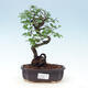 Indoor bonsai - Ulmus parvifolia - Small-leaved elm - 1/3