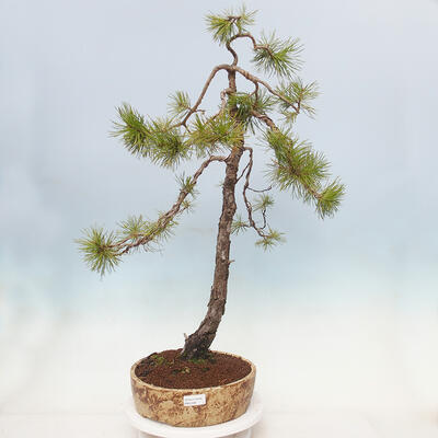 Outdoor bonsai - Pinus sylvestris - Scots pine - 1