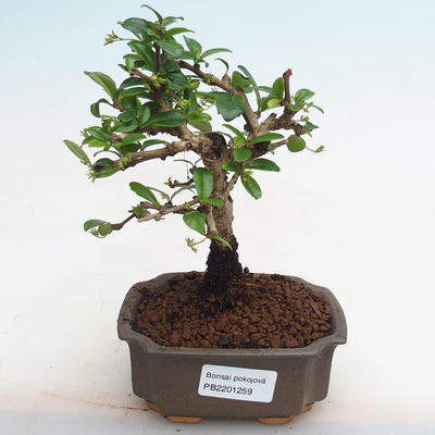 Indoor bonsai - Carmona macrophylla - Fuki tea PB2201259 - 1