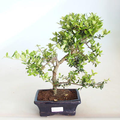 Indoor bonsai - Ilex crenata - Holly PB2201159 - 1