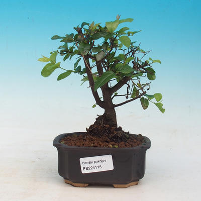 Room bonsai - Sagetie thea - 1