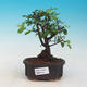 Room bonsai - Sagetie thea - 1/4