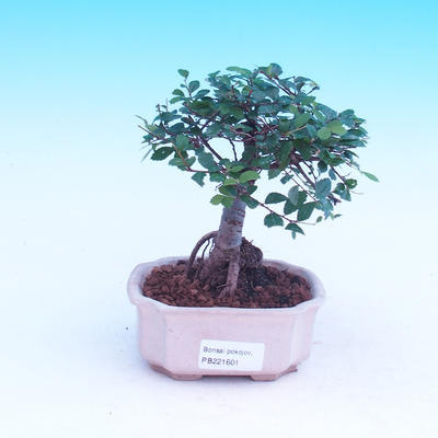 Room-bonsai Ulmus parvifolia-Malolistý elm - 1